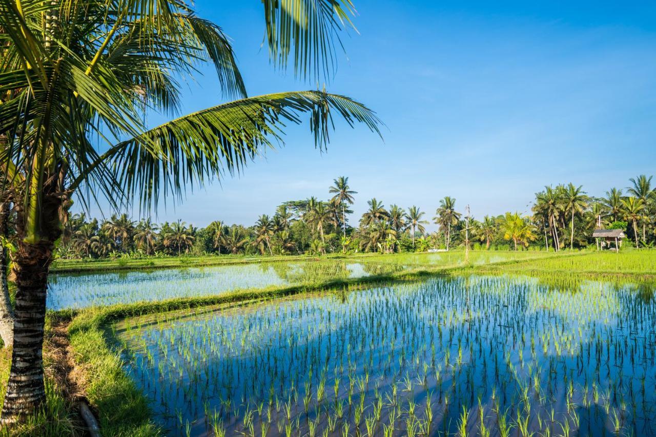 Buddha Homestay Ubud Dış mekan fotoğraf